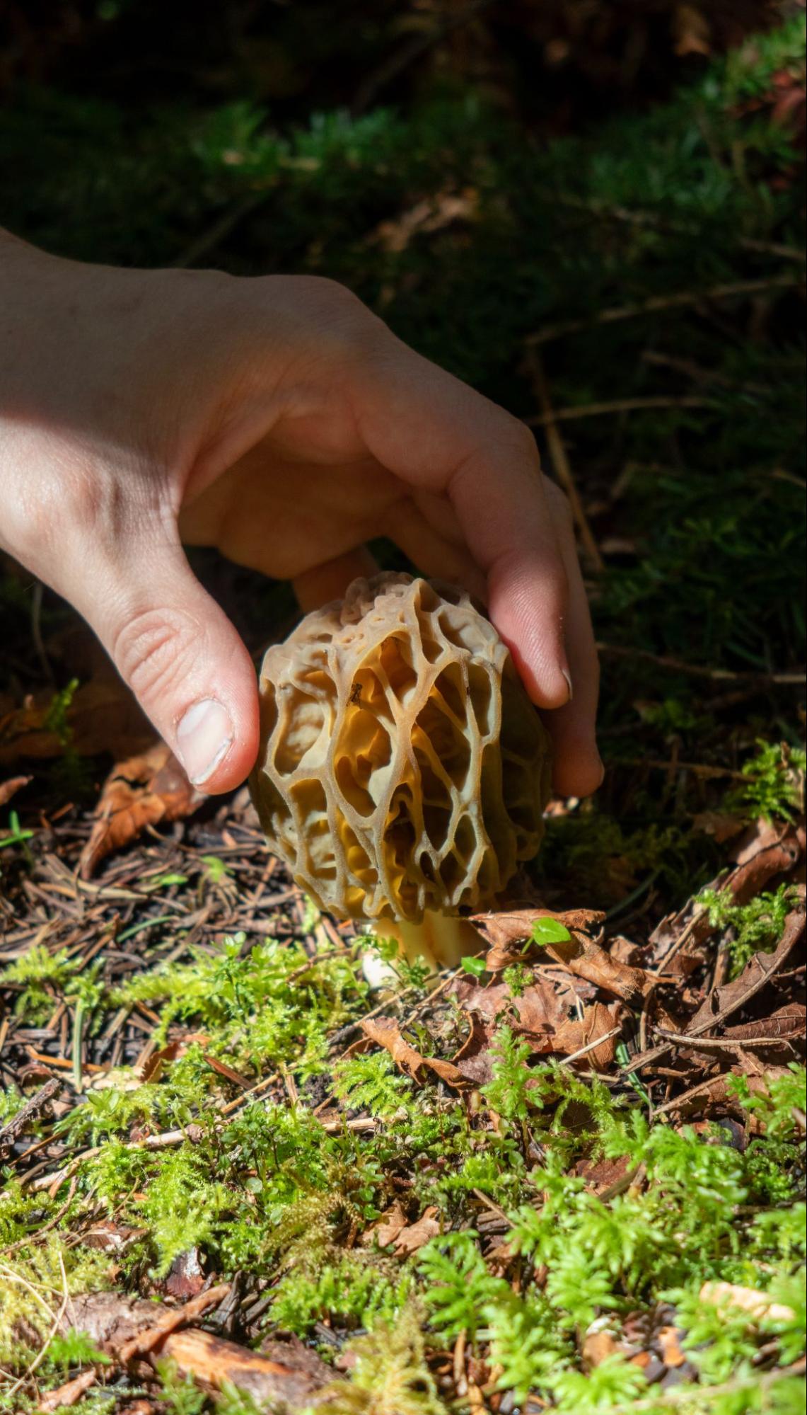 Morchella